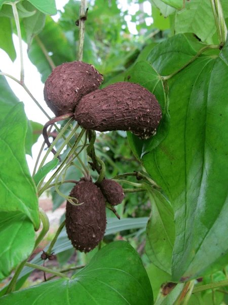 Dioscorea bulbifera
